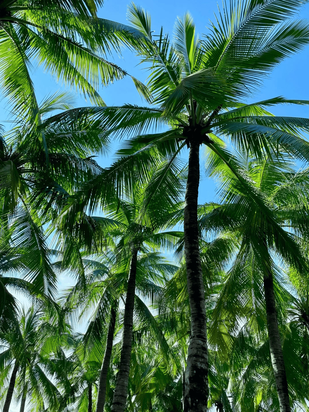 游｜海底餐厅×花海旅拍 闺蜜轻奢报团体验方案指南J9国际网站「颜值打卡营」海南三亚旅行社报团旅(图3)