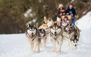 光你想都没想过的夏天！九游会j9登录滑雪看极(图5)